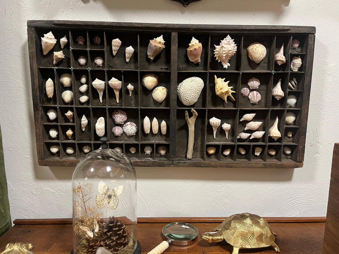 Large Antique Letter Press Tray Seashell Collection Wall Art