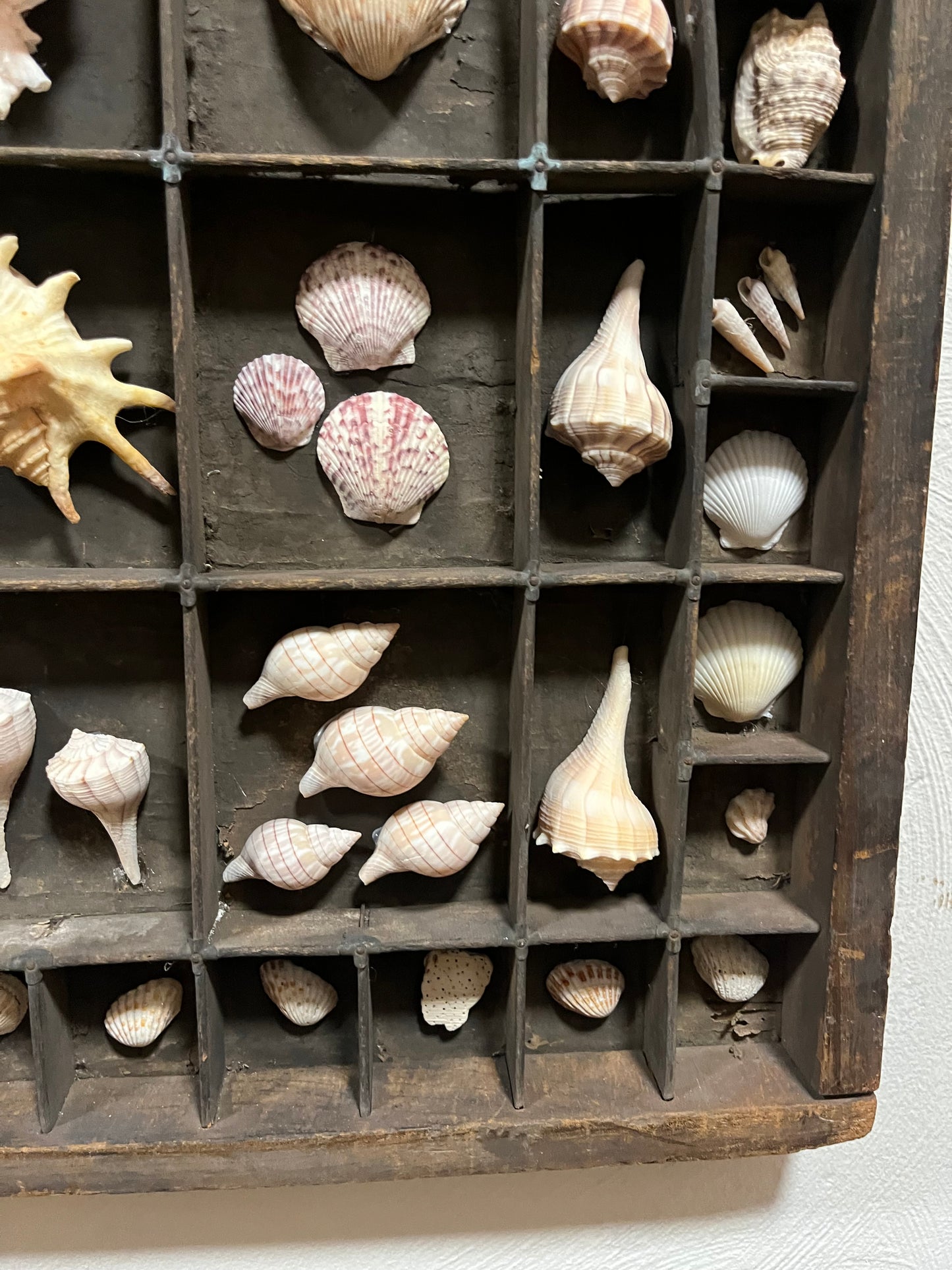 Large Antique Letter Press Tray Seashell Collection Wall Art