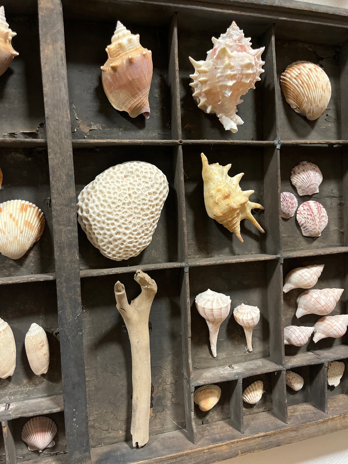 Large Antique Letter Press Tray Seashell Collection Wall Art